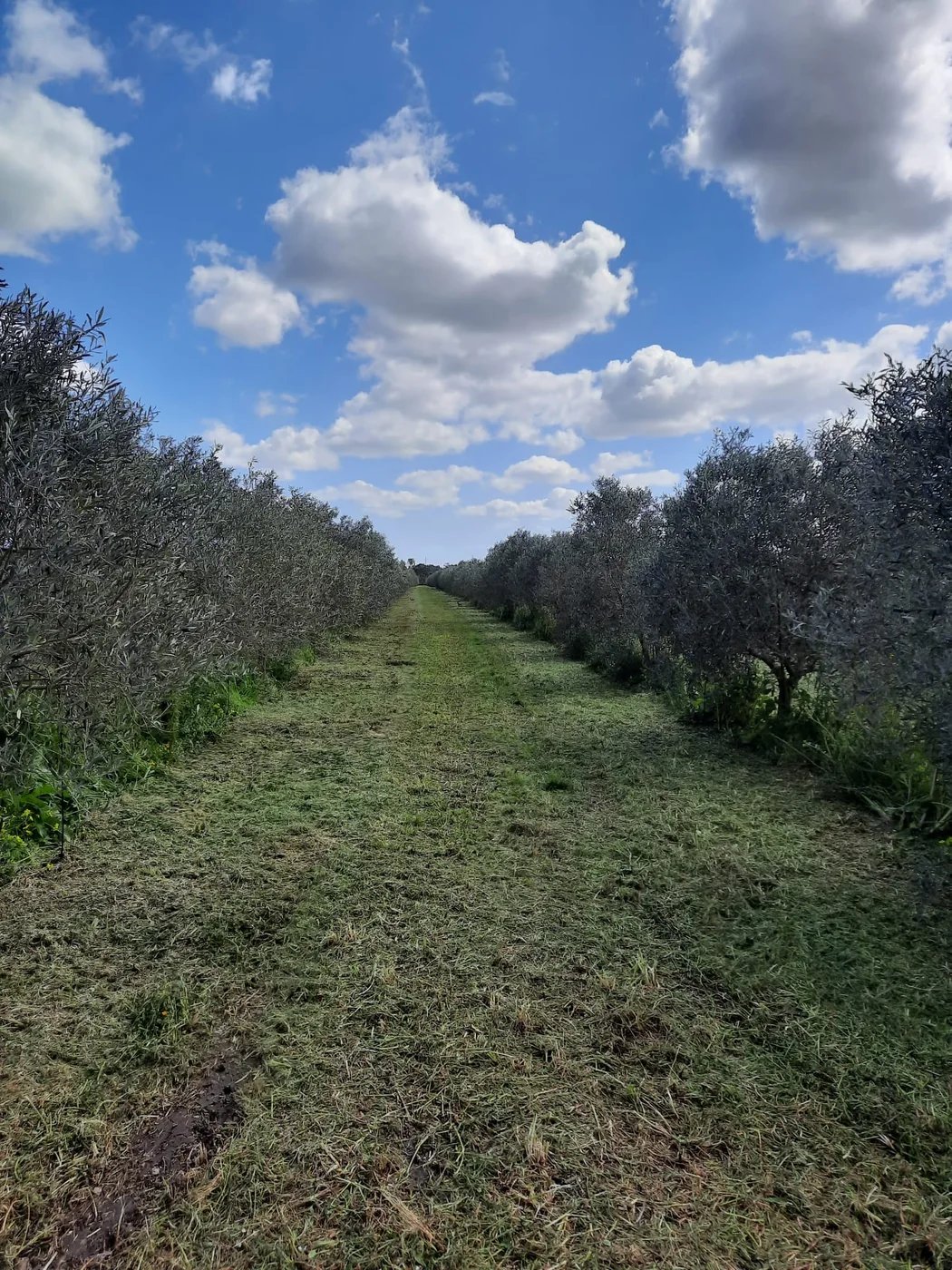 Oliveto Sandalia a San Sperate, Sardegna