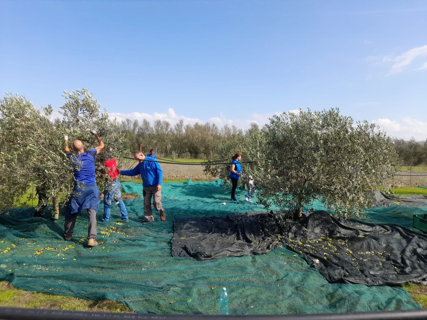 Raccolta delle olive Sandalia in Sardegna