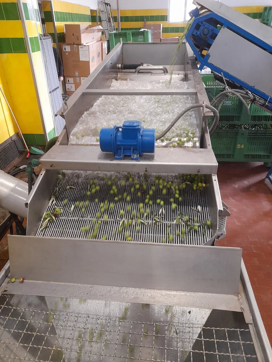 Lavaggio e preparazione delle olive nel frantoio Sandalia