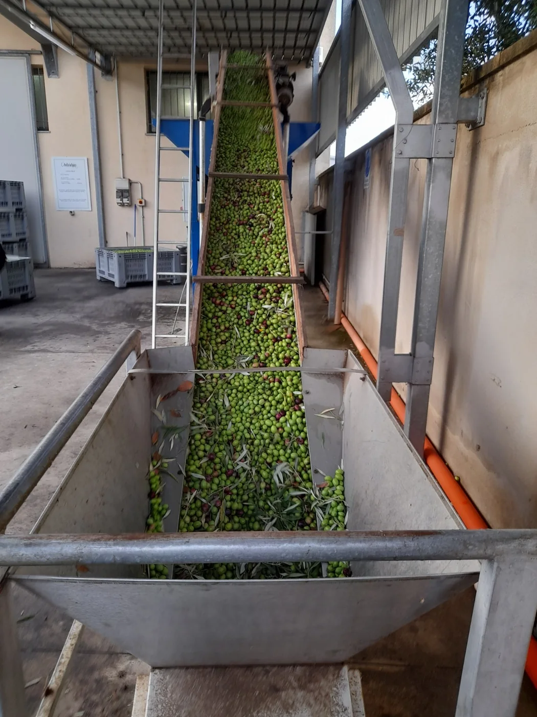 Olio extravergine monocultivar Sandalia Semidana